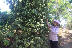 Nông dân đang làm chủ giá hồ tiêu?