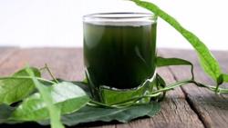 Bột Diệp Lục - giải pháp ngăn ngừa tình trạng oxy hóa