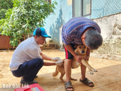 Ngăn chặn hiểm họa chó thả rông cắn người: Phải dùng “thuốc đắng”…