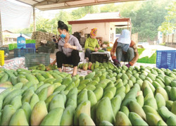 Giải pháp tăng giá trị xuất khẩu trái cây