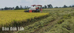 Nông dân M'Drắk được mùa lúa vụ đông xuân