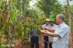 Huyện Cư M'gar: Nhiều diện tích cây trồng bị hạn