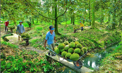 Hạ nhiệt “cơn sốt” mở rộng diện tích sầu riêng