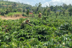 Cơ hội cho ngành Cà phê Đắk Nông