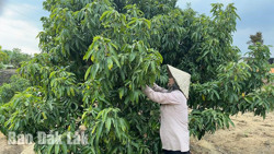 Mùa vải “đắng”