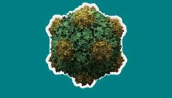 Một virus thực vật có tiềm năng chặn ung thư di căn