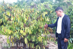 Huyện Krông Bông: Thiệt hại hơn 4,9 tỷ đồng do hạn hán