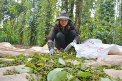 Bứt phá giá hồ tiêu