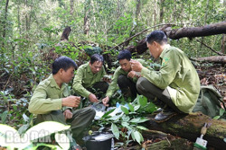 Giữ rừng giữa bộn bề áp lực