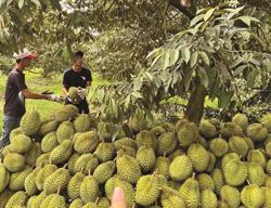 Nghề ‘xem tuổi’ sầu riêng
