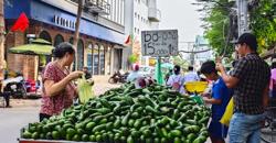 Áp lực tiêu thụ trái cây rộ mùa