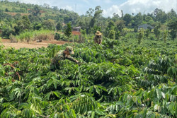 Sản xuất cà phê ở Đắk Nông ngày càng an toàn, chất lượng