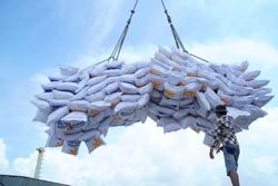 Cục Xuất Nhập khẩu yêu cầu VFA báo cáo vụ gạo “bỏ thầu giá thấp”