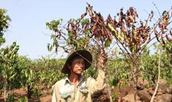 Đắk Nông: Nguy cơ gần 31.000ha cây trồng bị hạn