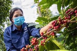Giá cà phê biến động: Không ngoài dự báo
