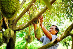 Diện tích sầu riêng vượt xa quy hoạch và nỗi lo "giải cứu"