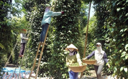 Xuất khẩu hồ tiêu: Cơ hội cán mốc 1 tỷ đô