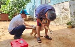 Vây bắt đàn chó liên quan bé gái 10 tuổi tử vong nghi do bệnh dại