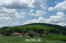 Tỉnh Đắk Lắk sẽ trồng mới gần 2.300 ha rừng