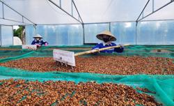 Xây dựng chuỗi giá trị cà phê Robusta chất lượng cao