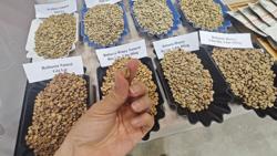 Giá cà phê Robusta vượt Arabica, chuyện chưa từng có trong hơn 50 năm