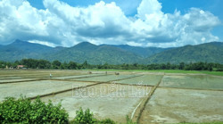 Vụ mùa 2024 phấn đấu gieo trồng 254.920 ha cây hằng năm