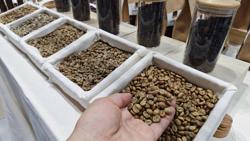 Sốc với giá cà phê Robusta