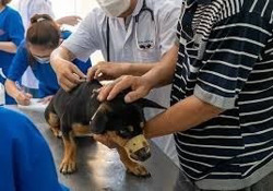 Bệnh dại đến từ vật nuôi