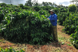 Thời cơ vàng cho xuất khẩu cà phê