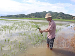 Gần 1.200 ha lúa và hoa màu bị ngập lụt