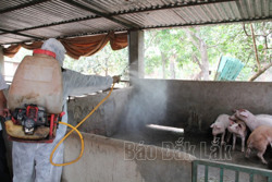 Thực hiện nghiêm các biện pháp phòng, chống bệnh dịch tả lợn châu Phi
