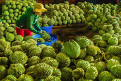 Báo động tình trạng cắt sầu riêng non