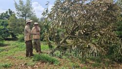 Mưa dông gây thiệt hại hơn 100 tấn sầu riêng sắp thu hoạch