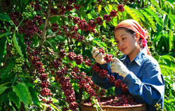 Ngành cà phê tìm cách thích ứng với biến đổi khí hậu