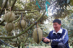 Nông dân Đắk R'lấp thu tiền tỷ từ cây ăn trái