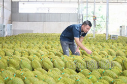Siết chặt quản lý hoạt động thu mua, xuất khẩu sầu riêng vụ mùa 2024