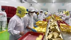 Mở toang cánh cửa những mặt hàng tỷ đô: [Bài 1] Xuất khẩu sầu riêng có thể tăng 20%