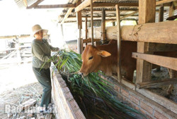 Huyện Krông Bông: Hơn 8,6 tỷ đồng bổ sung nguồn vốn cho vay người nghèo và các đối tượng chính sách