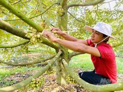 Kỹ thuật xử lý ra hoa sầu riêng nghịch vụ
