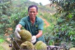 Thái Lan tăng nhập khẩu sầu riêng Việt Nam
