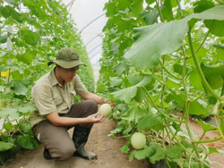 Hình thành chuỗi liên kết trong nông nghiệp