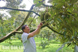 Hành trình cây sầu riêng “bén rễ” tại xã vùng sâu Krông Nô