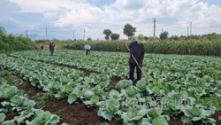 Phấn đấu đến năm 2030, toàn tỉnh có 4.800 ha rau an toàn
