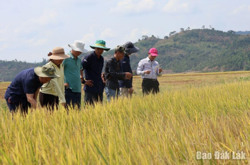 Sẽ triển khai 500 ha lúa giảm phát thải trong vụ Đông Xuân 2024 – 2025