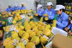 Xuất khẩu nông, lâm thủy sản: Hứa hẹn 'về đích' 55 tỷ USD