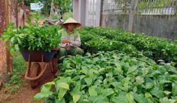 Đóng góp lớn của WASI cho ngành cà phê: Cần siết chặt quản lý chất lượng giống cà phê