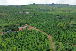 Giải pháp để cà phê Đắk Nông vào châu Âu