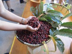 Giá cà phê Robusta lại sốt trên sàn