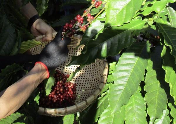Giá cà phê hôm nay 17-1: Lại đỏ sàn, Brazil xuất khẩu Robusta tăng gấp 2
