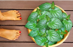 Ngâm chân bằng nước lá lốt thường xuyên có tốt không?